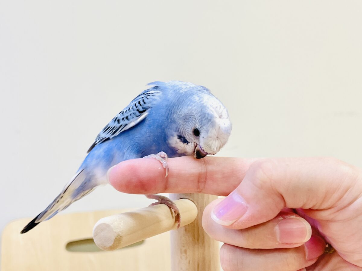 【最新画像】おカッパ頭がトレードマーク🪄梵天セキセイインコ(オパーリン) 梵天セキセイインコ