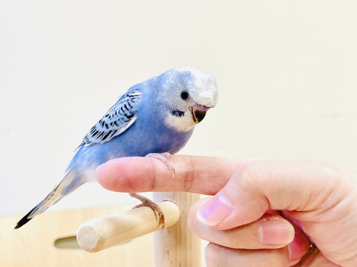 【最新画像】おカッパ頭がトレードマーク🪄梵天セキセイインコ(オパーリン) 梵天セキセイインコ