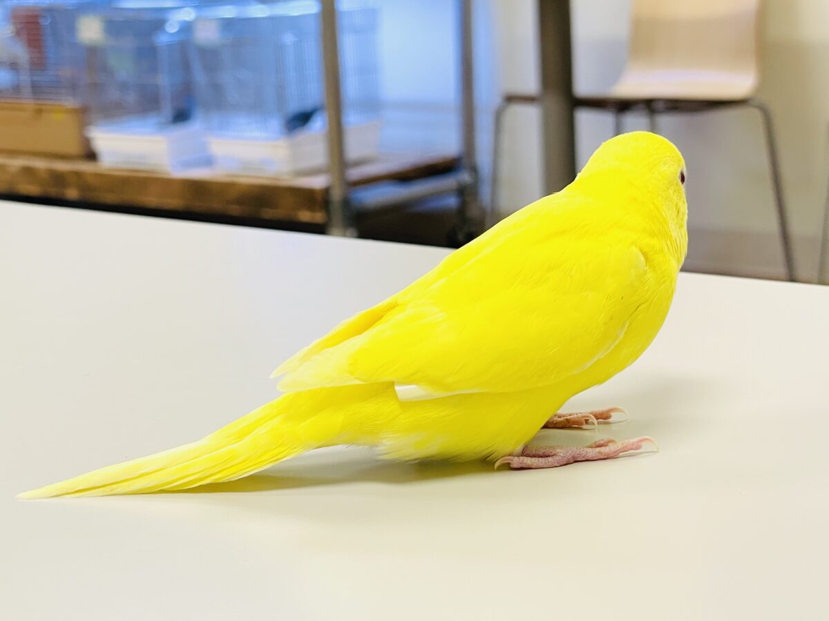 【最新画像】まっきっきーのヒヨコちゃん🐣💛セキセイインコ(ルチノー) ヒナ セキセイインコ