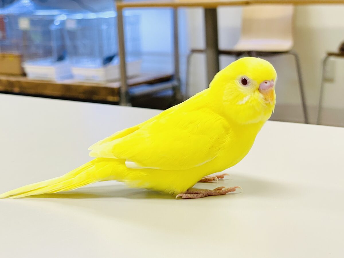 【最新画像】まっきっきーのヒヨコちゃん🐣💛セキセイインコ(ルチノー) ヒナ セキセイインコ