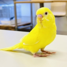 【最新画像】まっきっきーのヒヨコちゃん🐣💛セキセイインコ(ルチノー) ヒナ