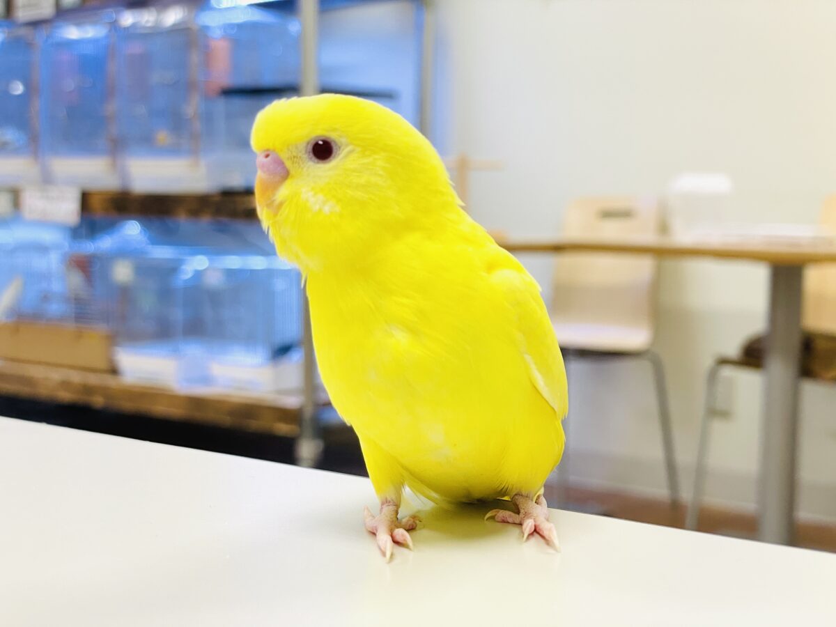 【最新画像】まっきっきーのヒヨコちゃん🐣💛セキセイインコ(ルチノー) ヒナ セキセイインコ