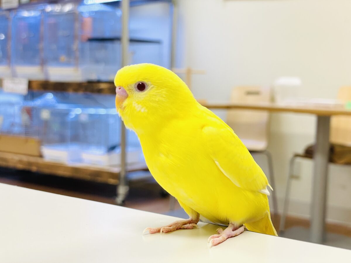 【最新画像】まっきっきーのヒヨコちゃん🐣💛セキセイインコ(ルチノー) ヒナ セキセイインコ