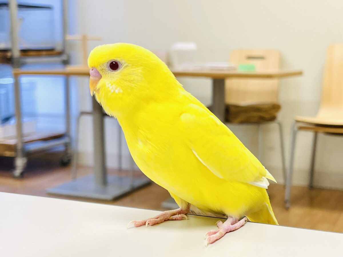 【最新画像】まっきっきーのヒヨコちゃん🐣💛セキセイインコ(ルチノー) ヒナ セキセイインコ