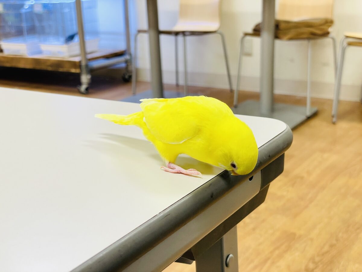 【最新画像】まっきっきーのヒヨコちゃん🐣💛セキセイインコ(ルチノー) ヒナ セキセイインコ