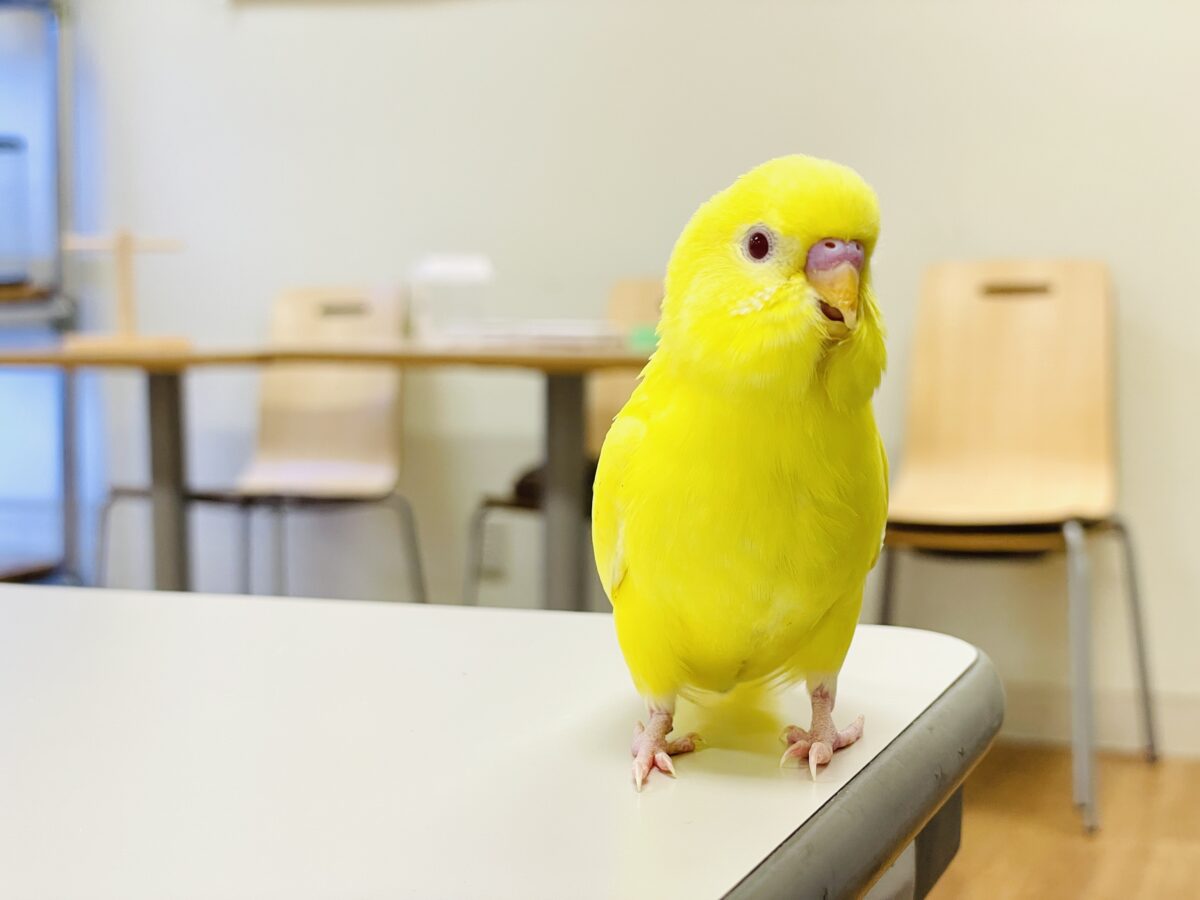 【最新画像】まっきっきーのヒヨコちゃん🐣💛セキセイインコ(ルチノー) ヒナ セキセイインコ