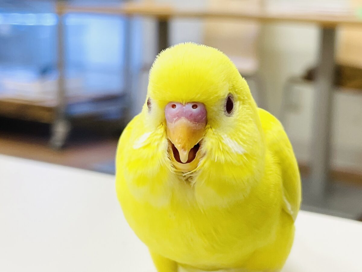 【最新画像】まっきっきーのヒヨコちゃん🐣💛セキセイインコ(ルチノー) ヒナ セキセイインコ