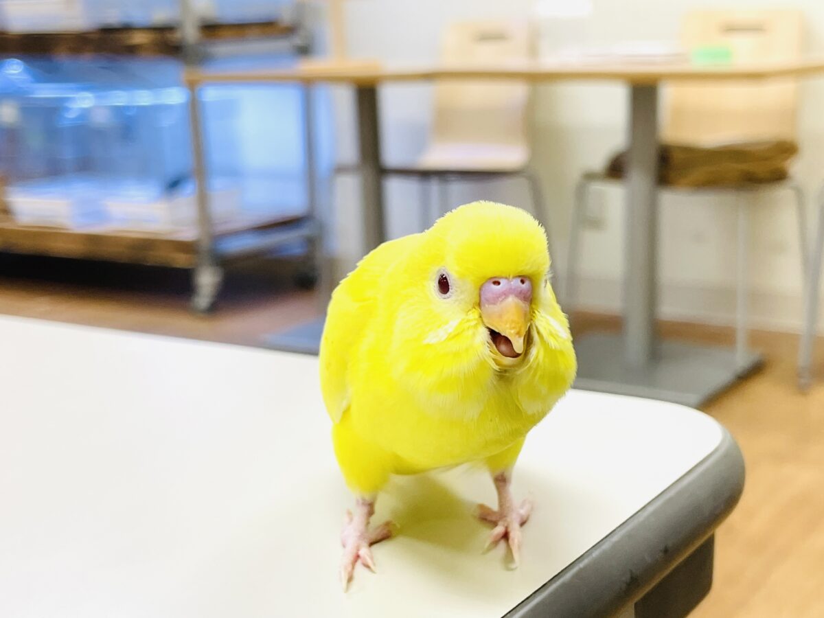 【最新画像】まっきっきーのヒヨコちゃん🐣💛セキセイインコ(ルチノー) ヒナ セキセイインコ