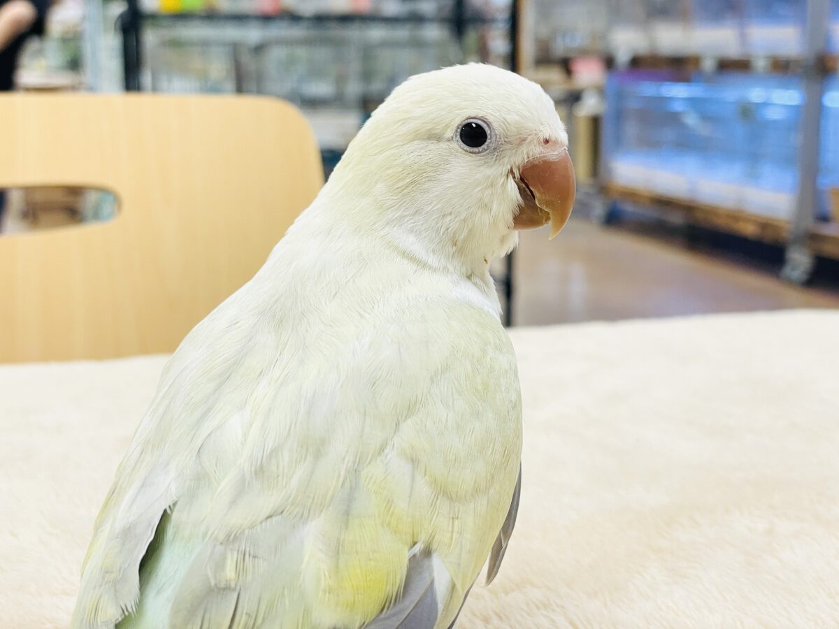 【最新画像】ファンシーポップ🍬🪅🫧オキナインコ(アクアブルーパリドオパーリン) オキナインコ