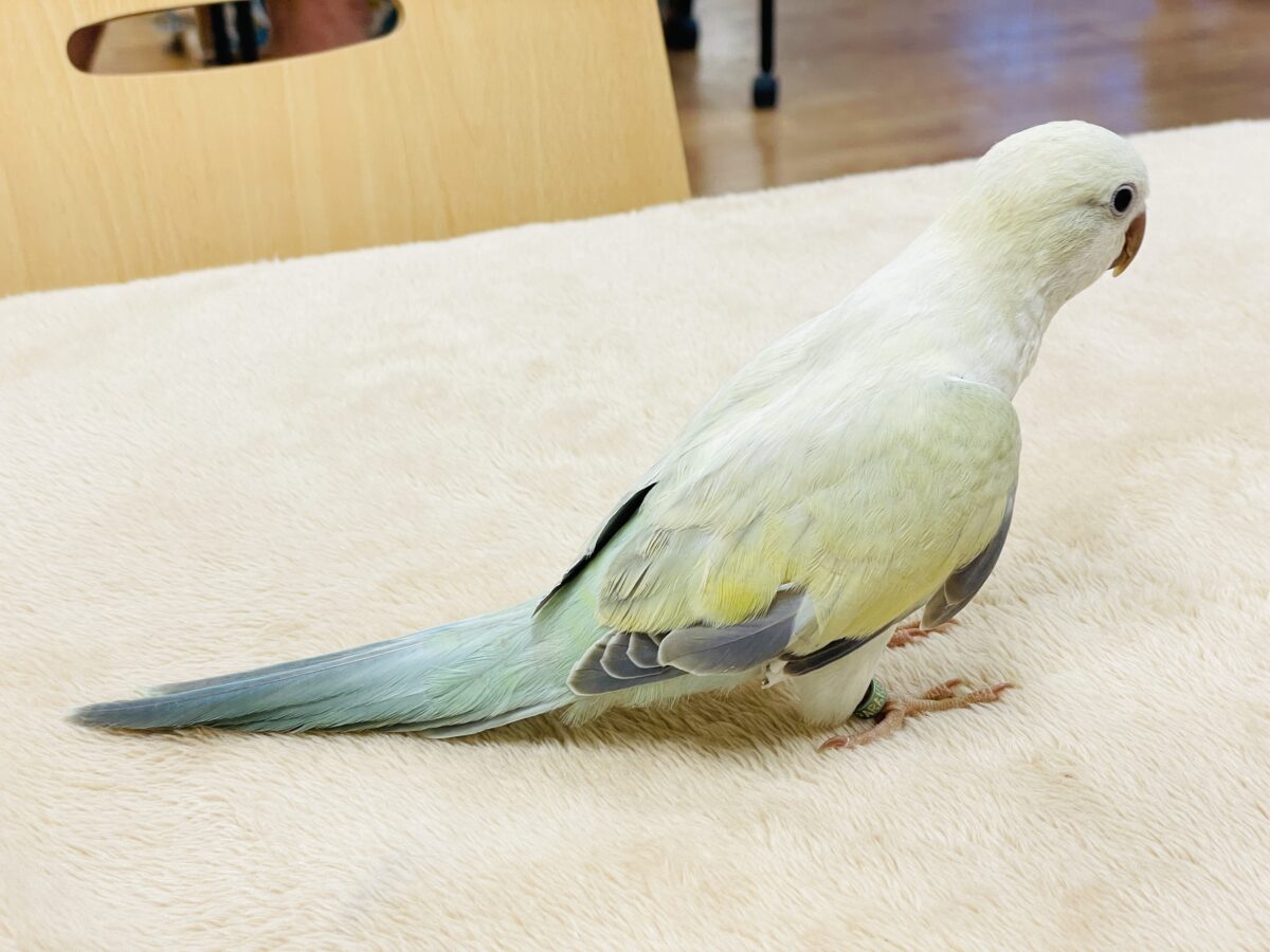 【最新画像】ファンシーポップ🍬🪅🫧オキナインコ(アクアブルーパリドオパーリン) オキナインコ