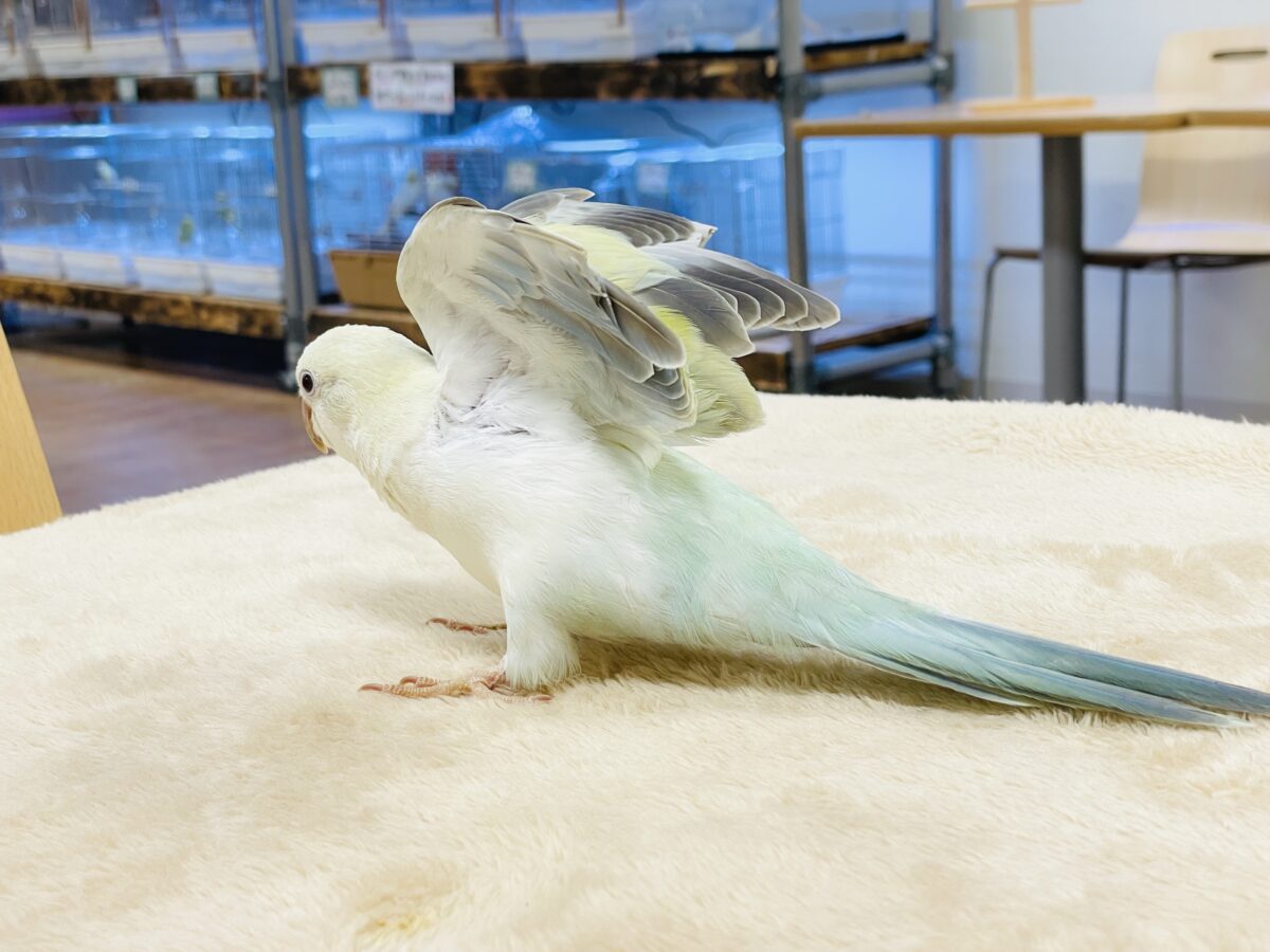 【最新画像】ファンシーポップ🍬🪅🫧オキナインコ(アクアブルーパリドオパーリン) オキナインコ