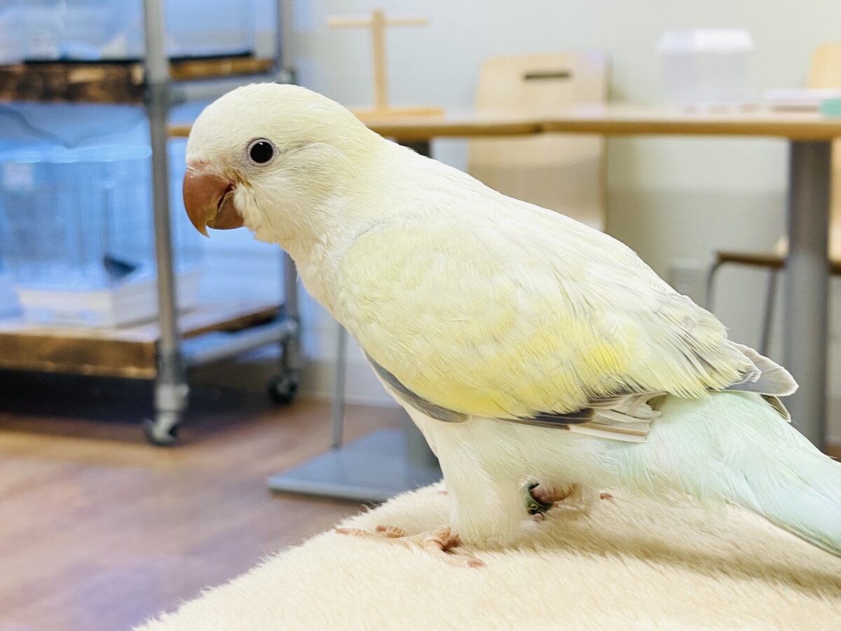 【最新画像】ファンシーポップ🍬🪅🫧オキナインコ(アクアブルーパリドオパーリン) オキナインコ
