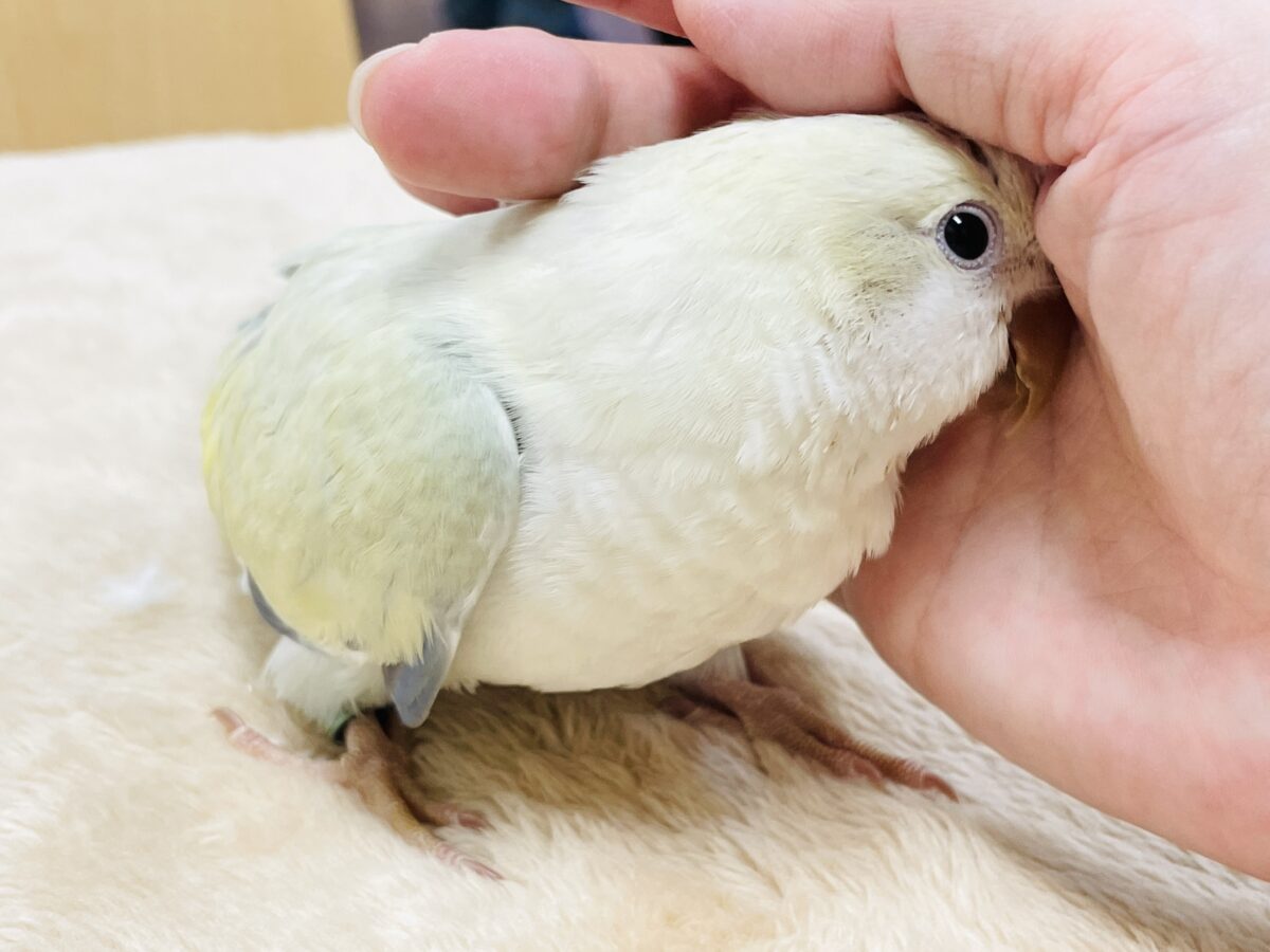【最新画像】ファンシーポップ🍬🪅🫧オキナインコ(アクアブルーパリドオパーリン) オキナインコ