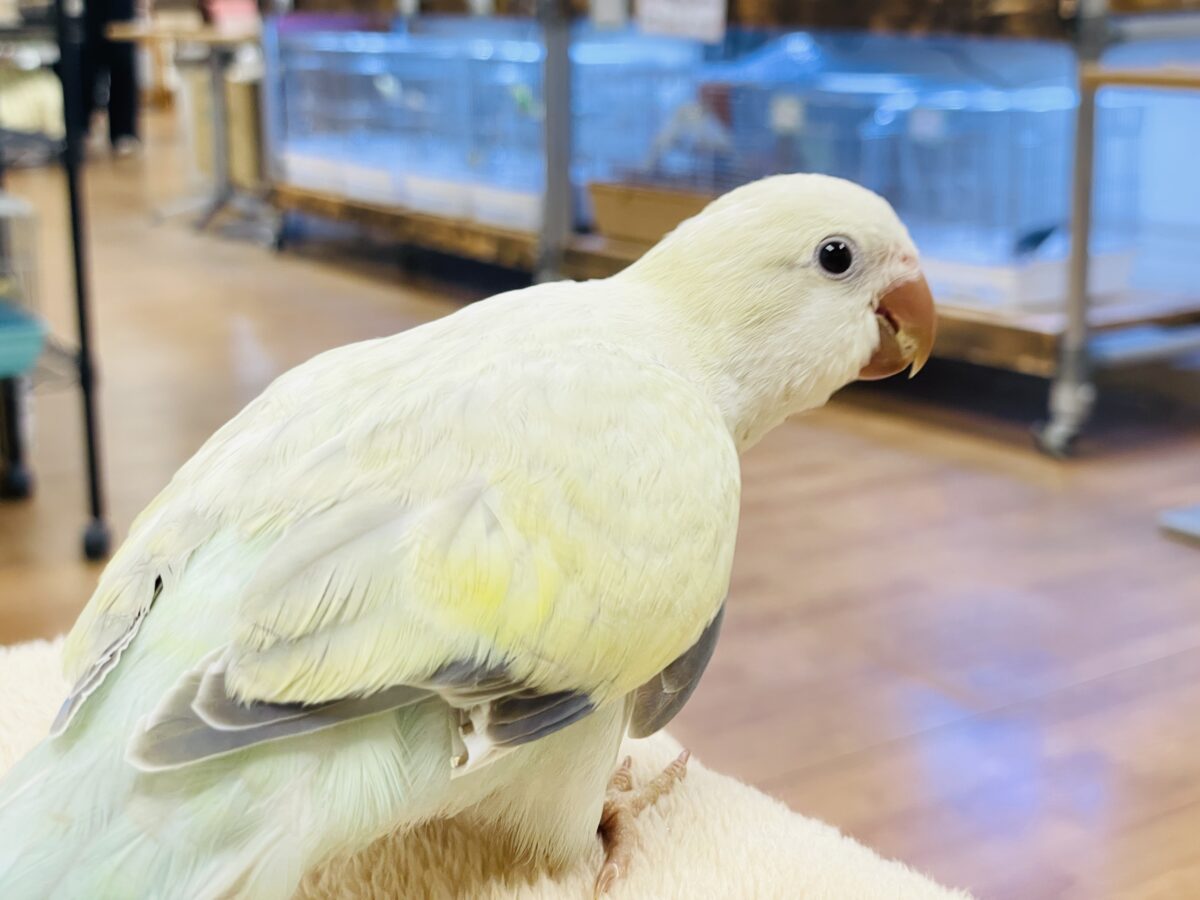 【最新画像】ファンシーポップ🍬🪅🫧オキナインコ(アクアブルーパリドオパーリン) オキナインコ