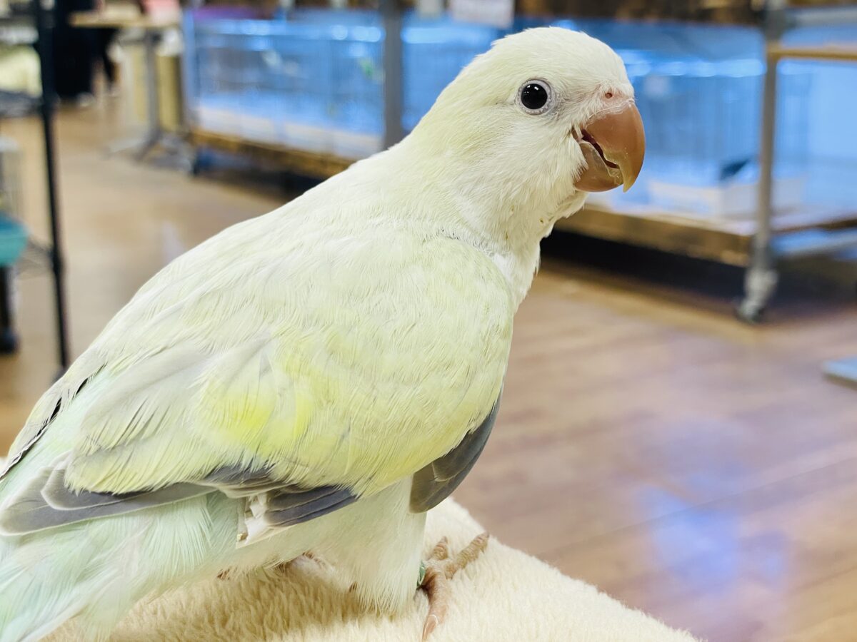 【最新画像】ファンシーポップ🍬🪅🫧オキナインコ(アクアブルーパリドオパーリン) オキナインコ