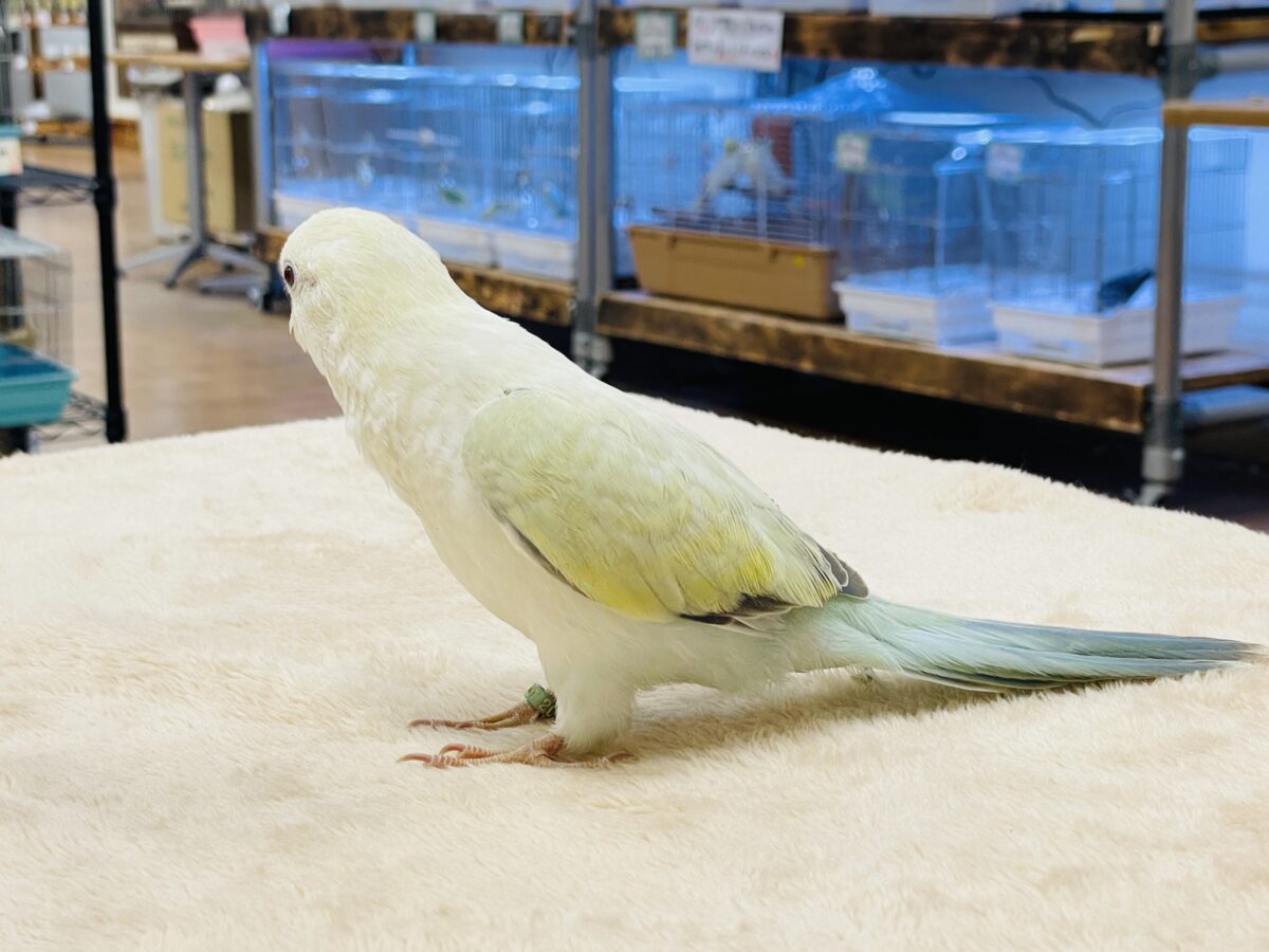 【最新画像】ファンシーポップ🍬🪅🫧オキナインコ(アクアブルーパリドオパーリン) オキナインコ
