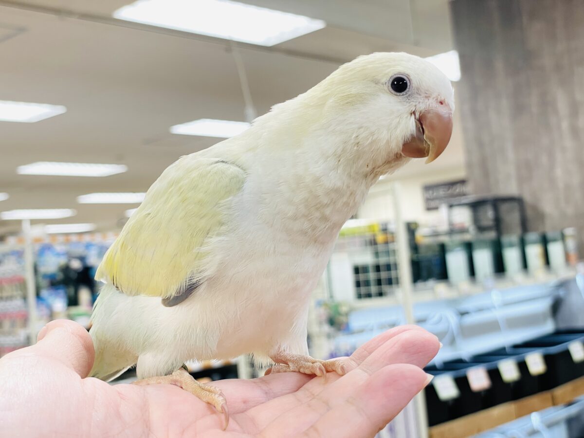 【最新画像】ファンシーポップ🍬🪅🫧オキナインコ(アクアブルーパリドオパーリン) オキナインコ