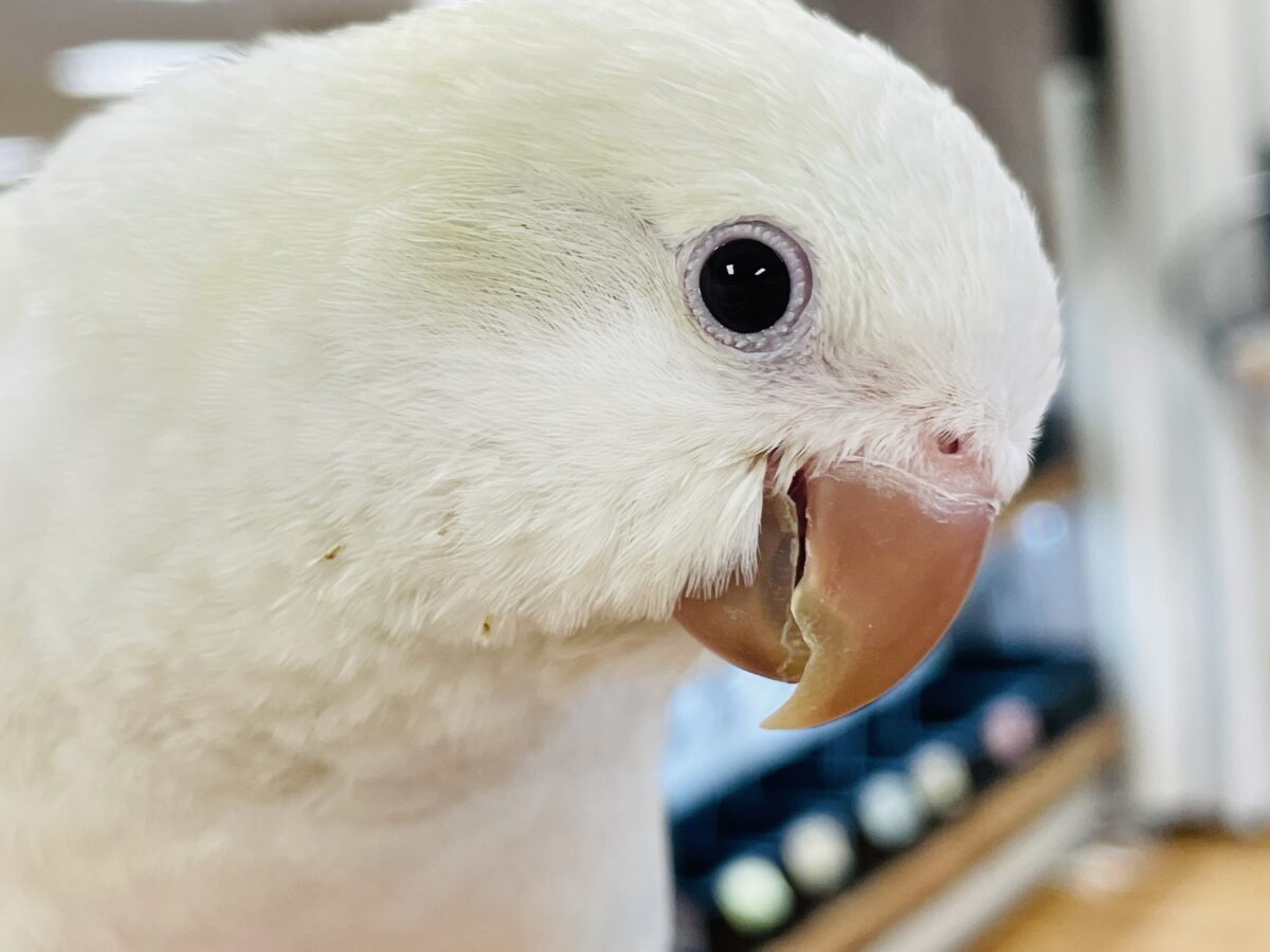 【最新画像】ファンシーポップ🍬🪅🫧オキナインコ(アクアブルーパリドオパーリン) オキナインコ
