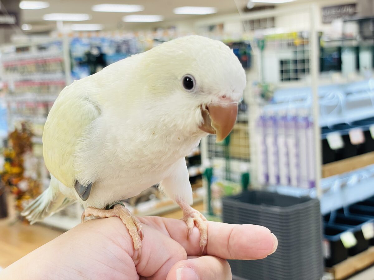 【最新画像】ファンシーポップ🍬🪅🫧オキナインコ(アクアブルーパリドオパーリン) オキナインコ