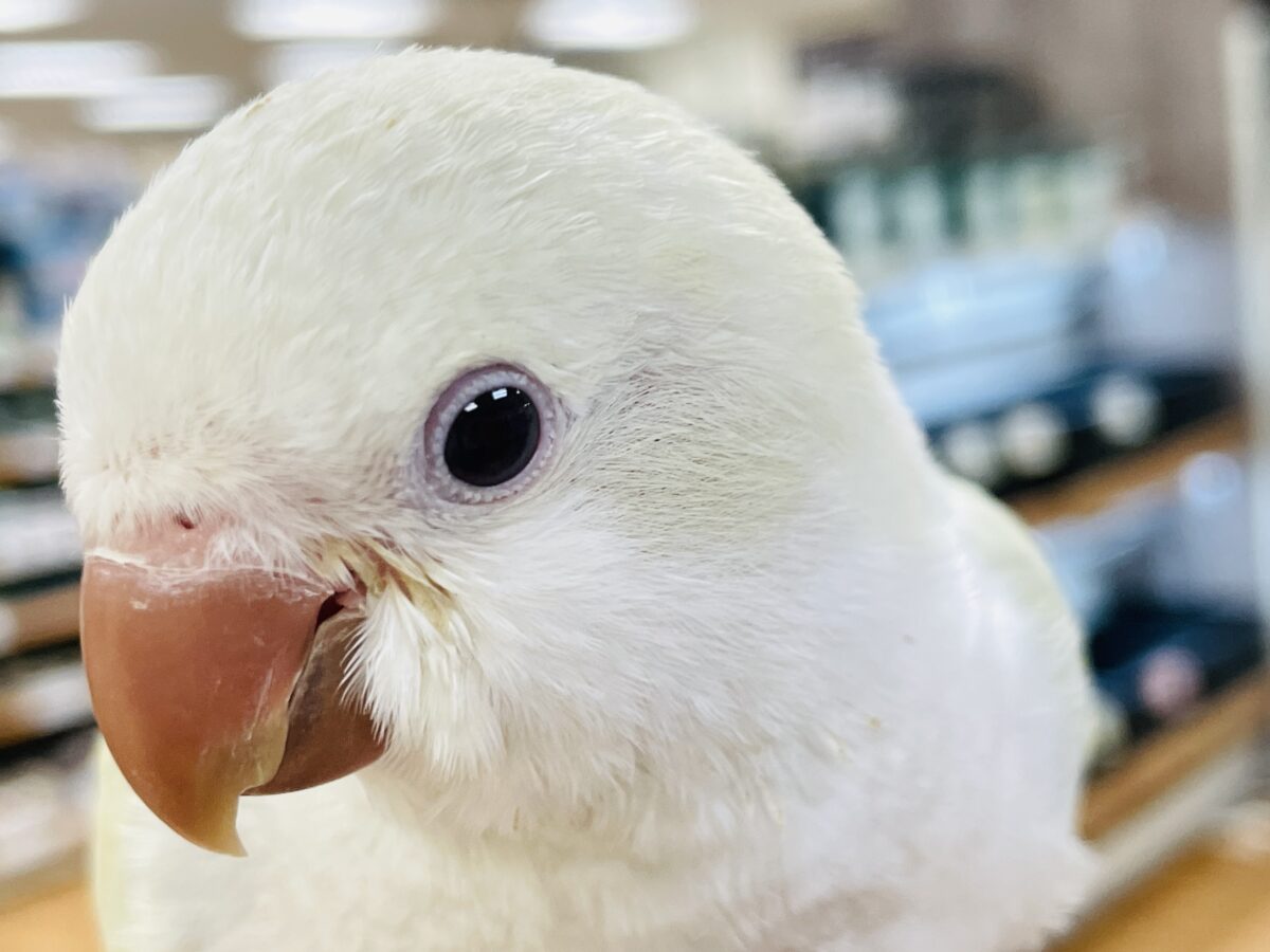 【最新画像】ファンシーポップ🍬🪅🫧オキナインコ(アクアブルーパリドオパーリン) オキナインコ
