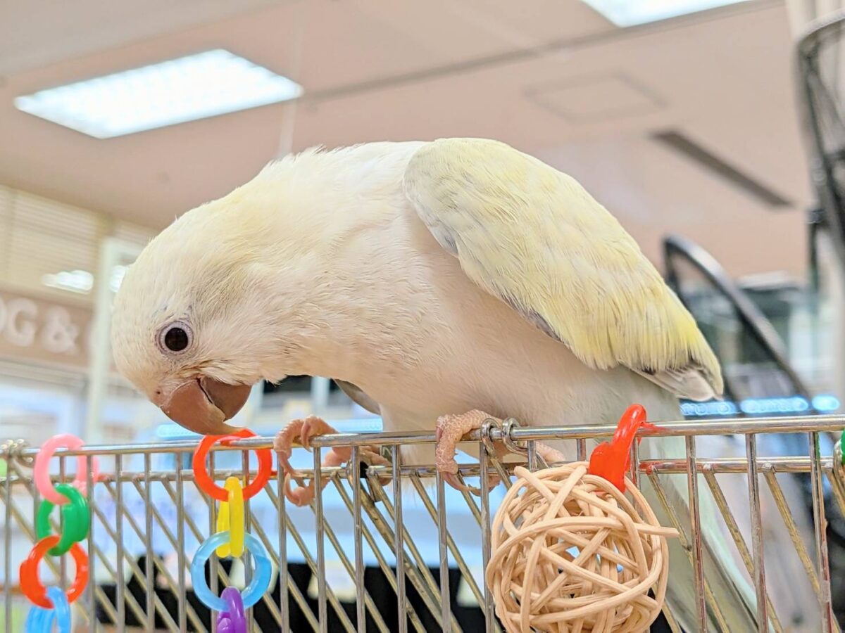 オキナインコ