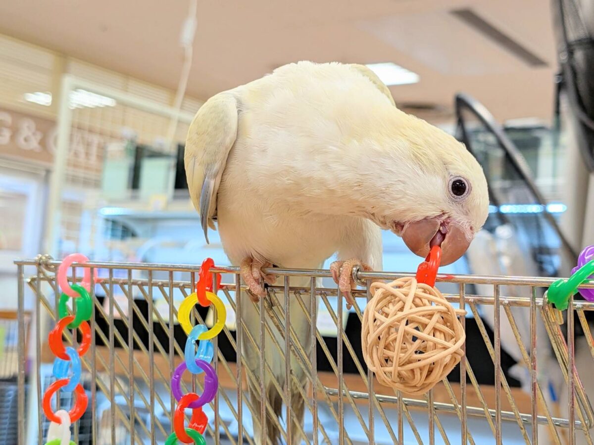 【最新画像】ファンシーポップ🍬🪅🫧オキナインコ(アクアブルーパリドオパーリン) オキナインコ