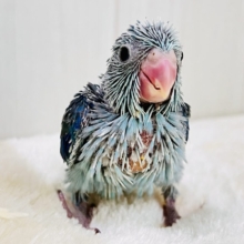 僕は世界最小インコ💙ブルーカラーのマメルリハの男の子💙