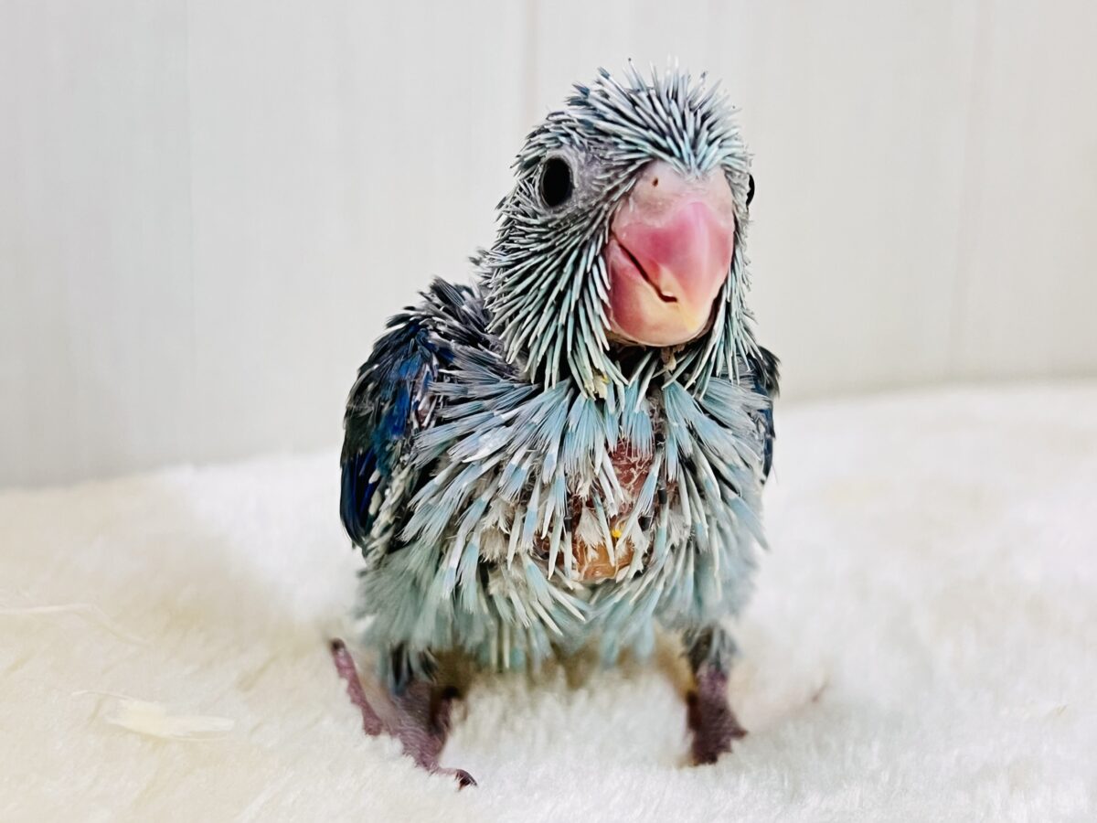 僕は世界最小インコ💙ブルーカラーのマメルリハの男の子💙