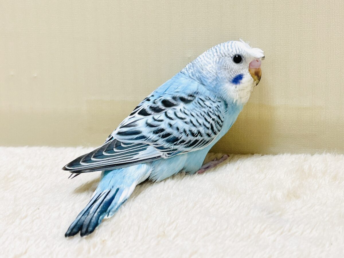 【最新画像】夏だからサンバイザーつけてきたよ🏖☀️梵天セキセイインコ(オパーリン)ヒナ 梵天セキセイインコ