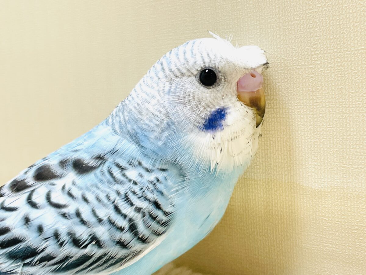【最新画像】夏だからサンバイザーつけてきたよ🏖☀️梵天セキセイインコ(オパーリン)ヒナ 梵天セキセイインコ