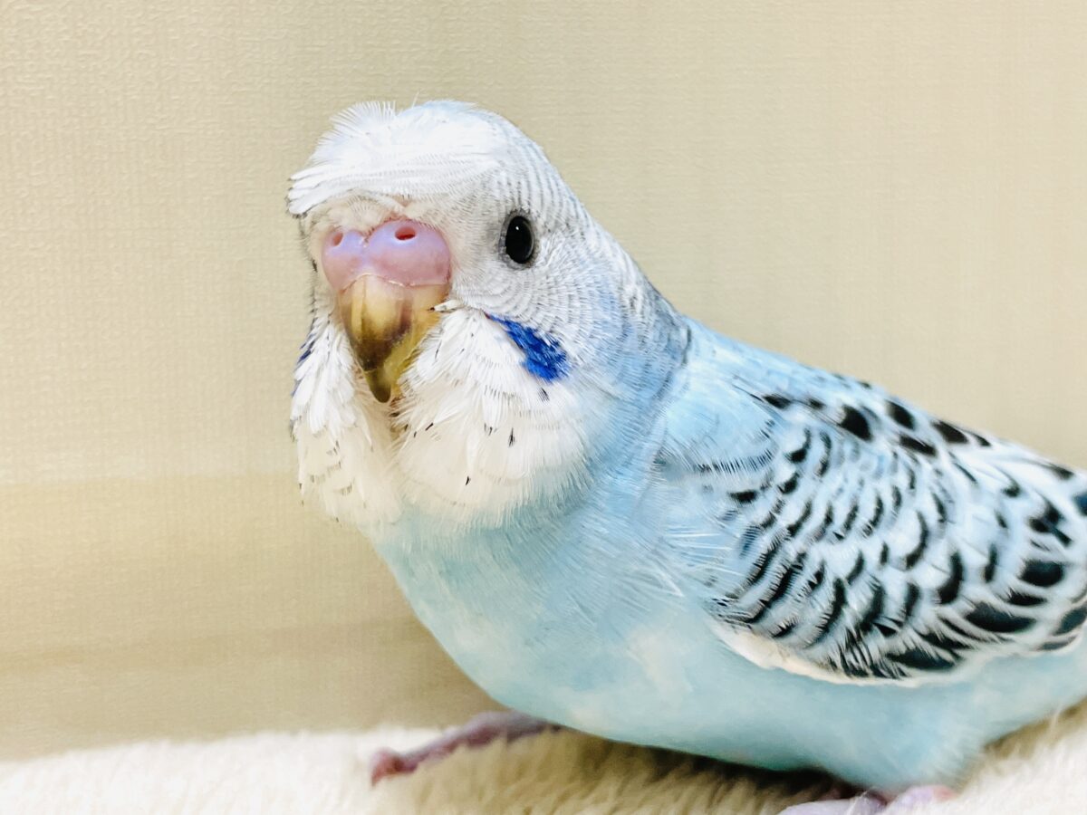 【最新画像】夏だからサンバイザーつけてきたよ🏖☀️梵天セキセイインコ(オパーリン)ヒナ 梵天セキセイインコ