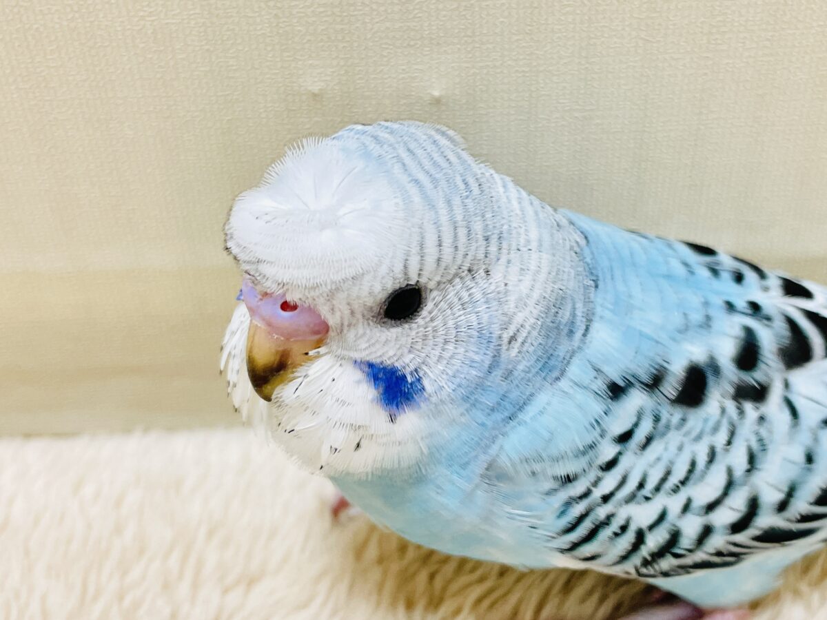 【最新画像】夏だからサンバイザーつけてきたよ🏖☀️梵天セキセイインコ(オパーリン)ヒナ 梵天セキセイインコ