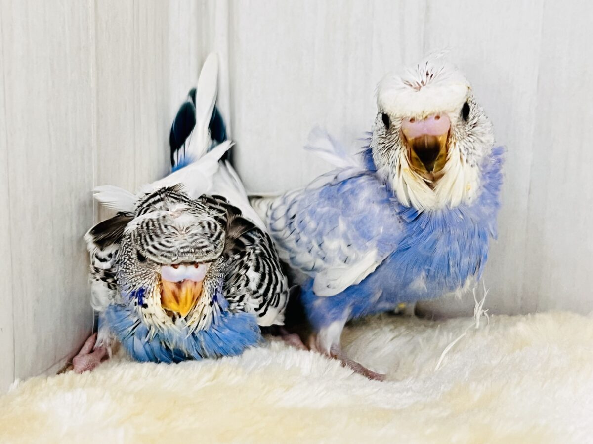 画像更新☆縞々ぐるぐるベレー帽🌀目力強め!羽衣セキセイインコ(ブルーパイド) 羽衣セキセイインコ