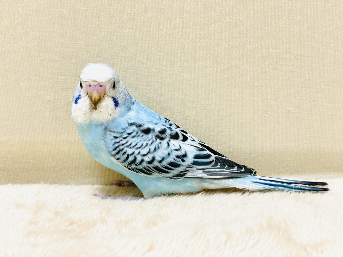 【最新画像】夏だからサンバイザーつけてきたよ🏖☀️梵天セキセイインコ(オパーリン)ヒナ 梵天セキセイインコ