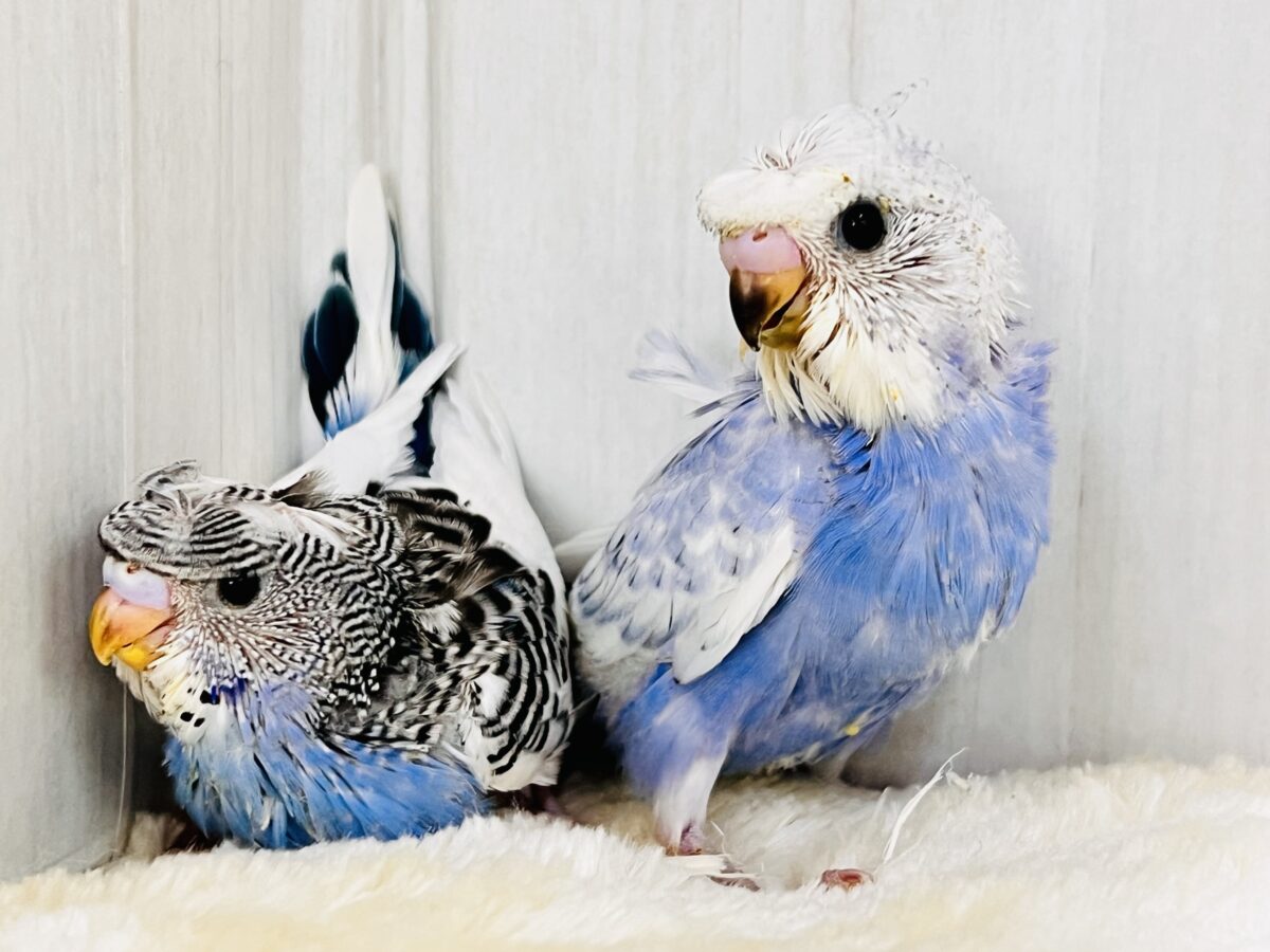 華やかなお花を背負ったアイドル🩵羽衣セキセイインコ(ブルースパングル) 羽衣セキセイインコ