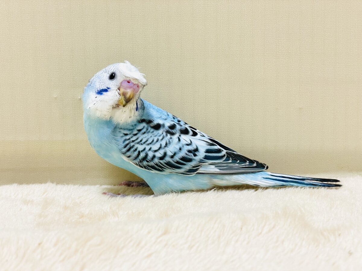 【最新画像】夏だからサンバイザーつけてきたよ🏖☀️梵天セキセイインコ(オパーリン)ヒナ 梵天セキセイインコ