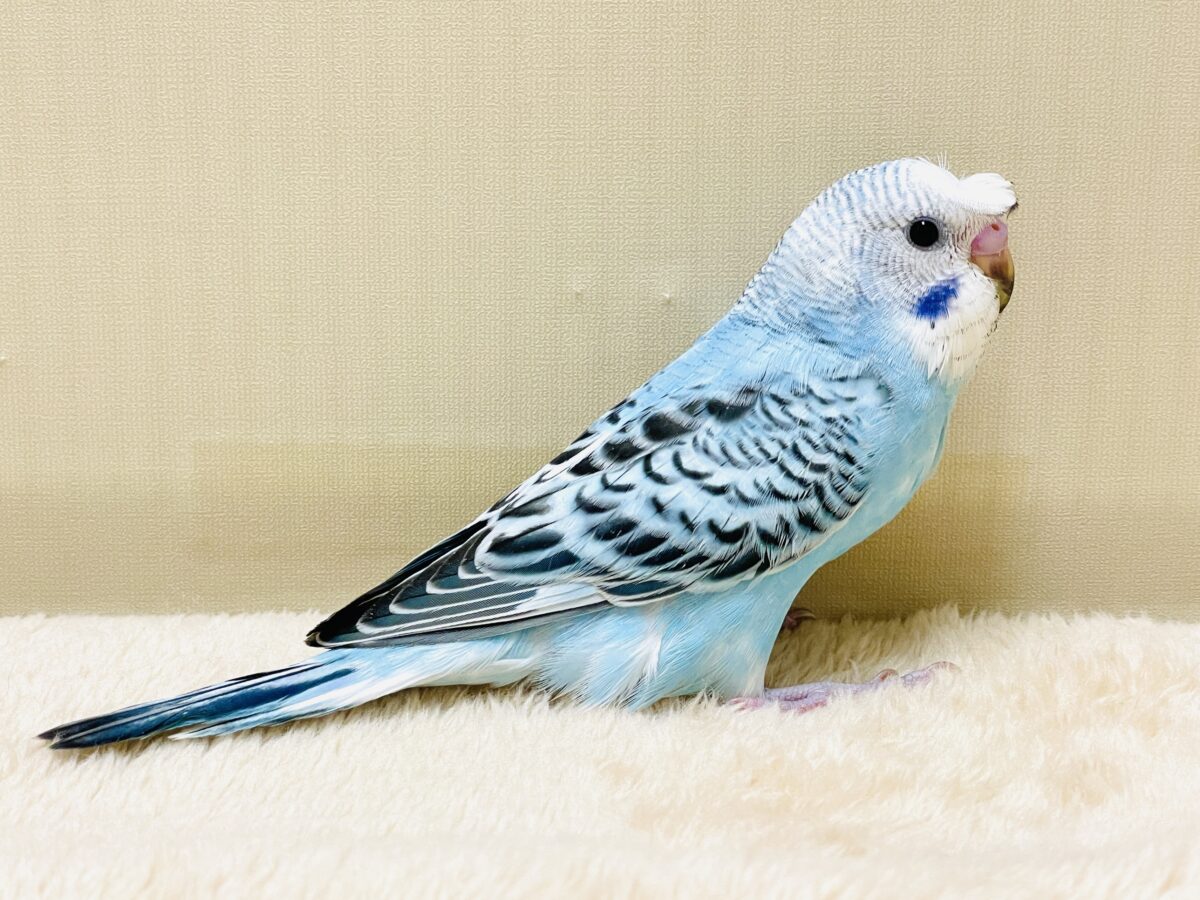 【最新画像】夏だからサンバイザーつけてきたよ🏖☀️梵天セキセイインコ(オパーリン)ヒナ 梵天セキセイインコ