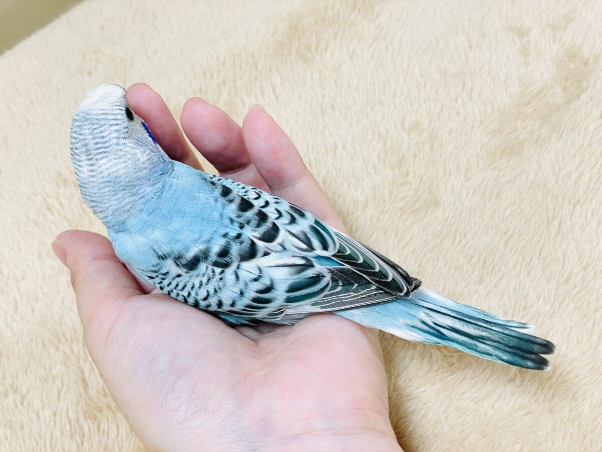 【最新画像】夏だからサンバイザーつけてきたよ🏖☀️梵天セキセイインコ(オパーリン)ヒナ 梵天セキセイインコ
