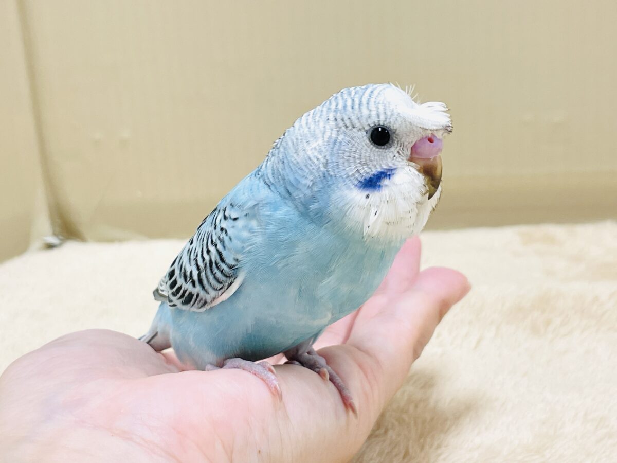 【最新画像】夏だからサンバイザーつけてきたよ🏖☀️梵天セキセイインコ(オパーリン)ヒナ 梵天セキセイインコ