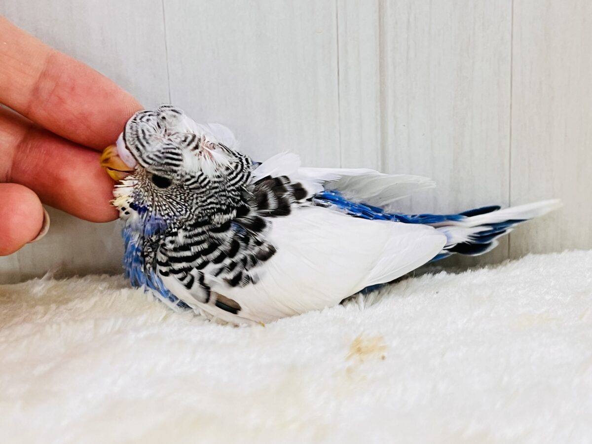 画像更新☆縞々ぐるぐるベレー帽🌀目力強め!羽衣セキセイインコ(ブルーパイド) 羽衣セキセイインコ