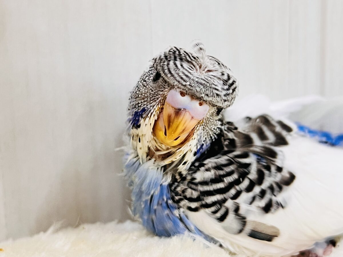 画像更新☆縞々ぐるぐるベレー帽🌀目力強め!羽衣セキセイインコ(ブルーパイド) 羽衣セキセイインコ
