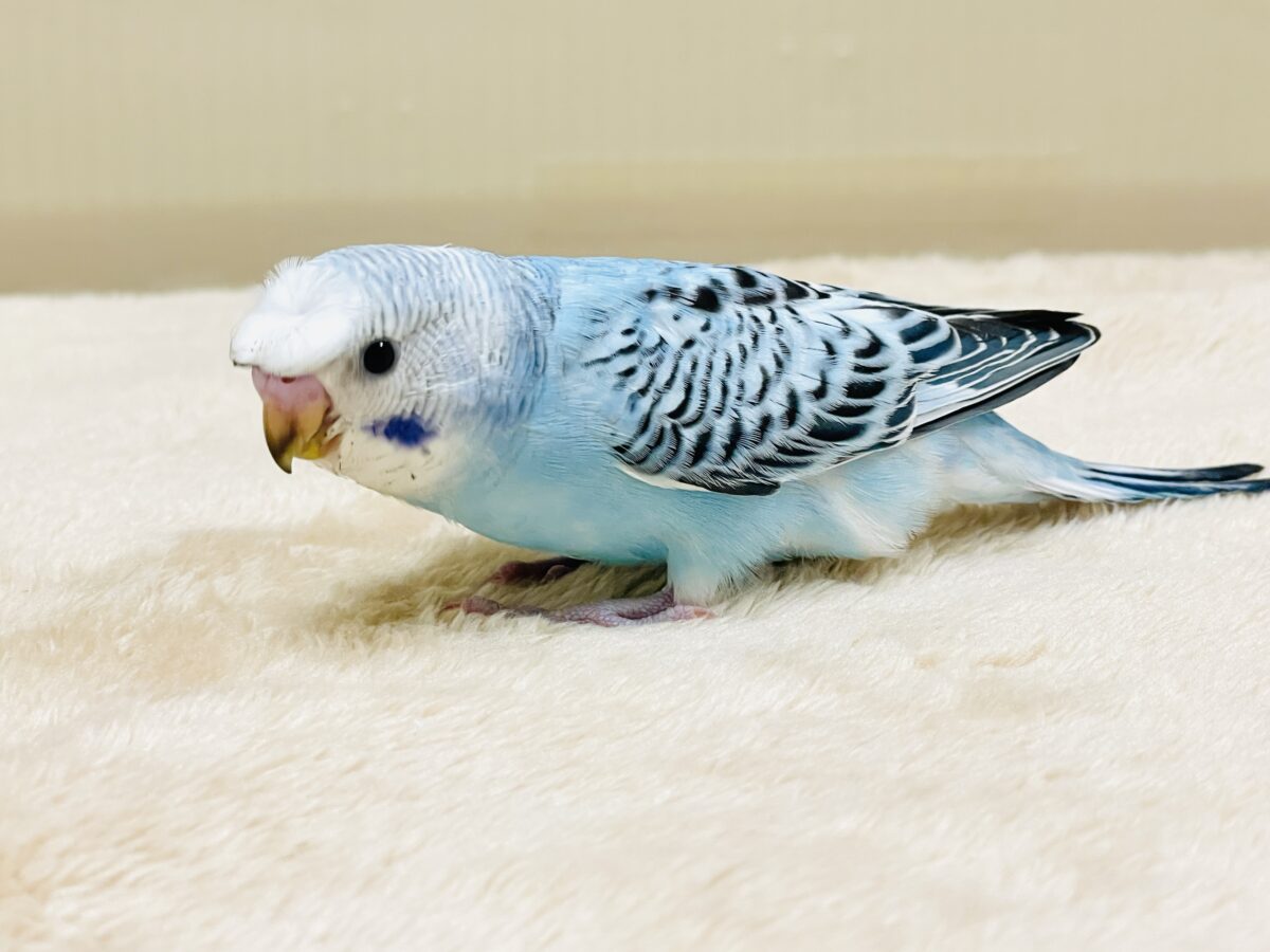 【最新画像】夏だからサンバイザーつけてきたよ🏖☀️梵天セキセイインコ(オパーリン)ヒナ 梵天セキセイインコ