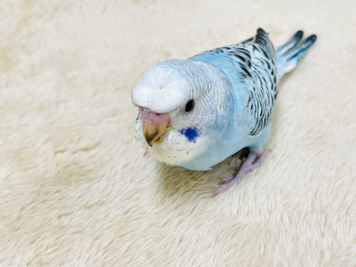 【最新画像】夏だからサンバイザーつけてきたよ🏖☀️梵天セキセイインコ(オパーリン)ヒナ 梵天セキセイインコ