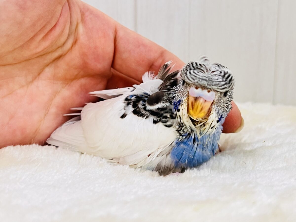 画像更新☆縞々ぐるぐるベレー帽🌀目力強め!羽衣セキセイインコ(ブルーパイド) 羽衣セキセイインコ