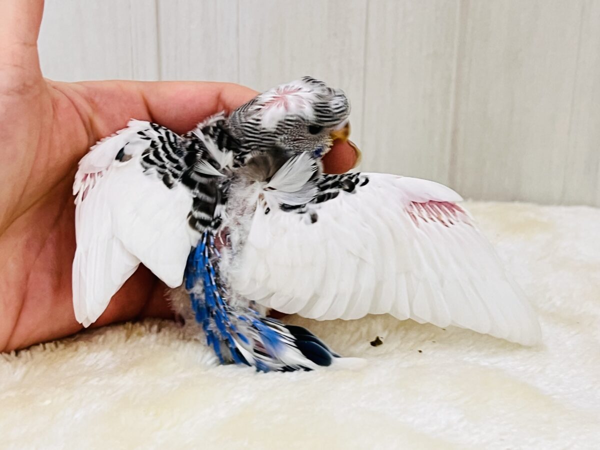 画像更新☆縞々ぐるぐるベレー帽🌀目力強め!羽衣セキセイインコ(ブルーパイド) 羽衣セキセイインコ