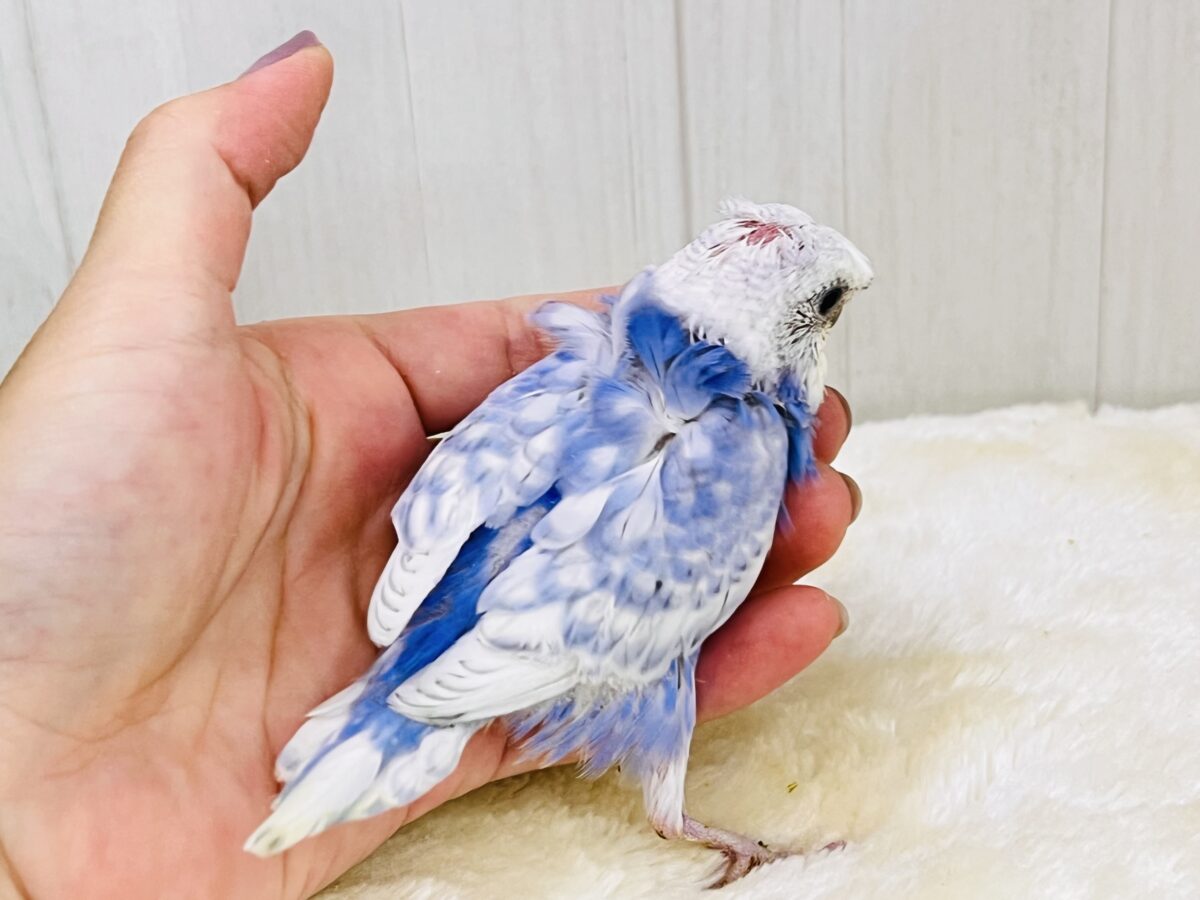 華やかなお花を背負ったアイドル🩵羽衣セキセイインコ(ブルースパングル) 羽衣セキセイインコ