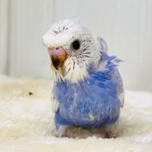 華やかなお花を背負ったアイドル🩵羽衣セキセイインコ（ブルースパングル）