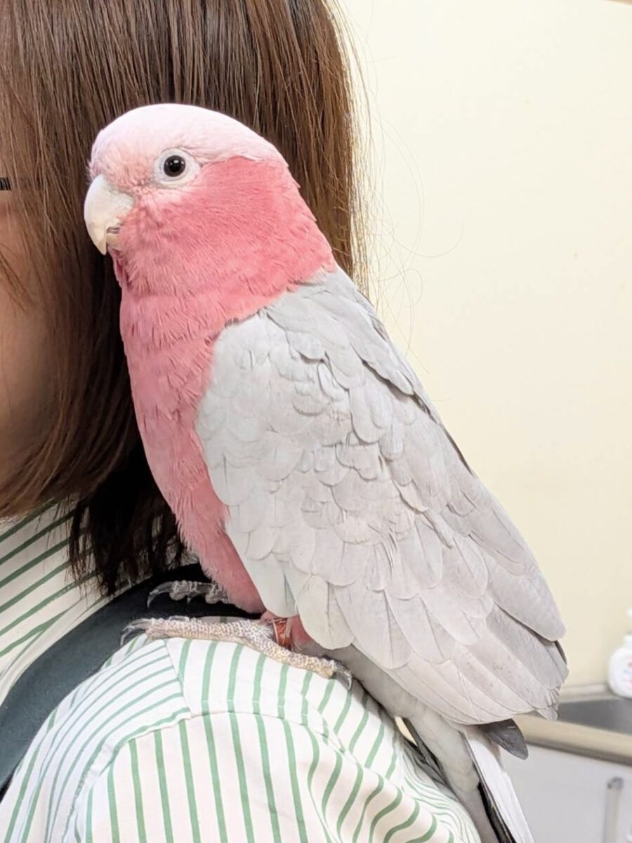 【最新画像】やってきました❣️ピンクの鳥さん💕モモイロインコ(男の子) モモイロインコ