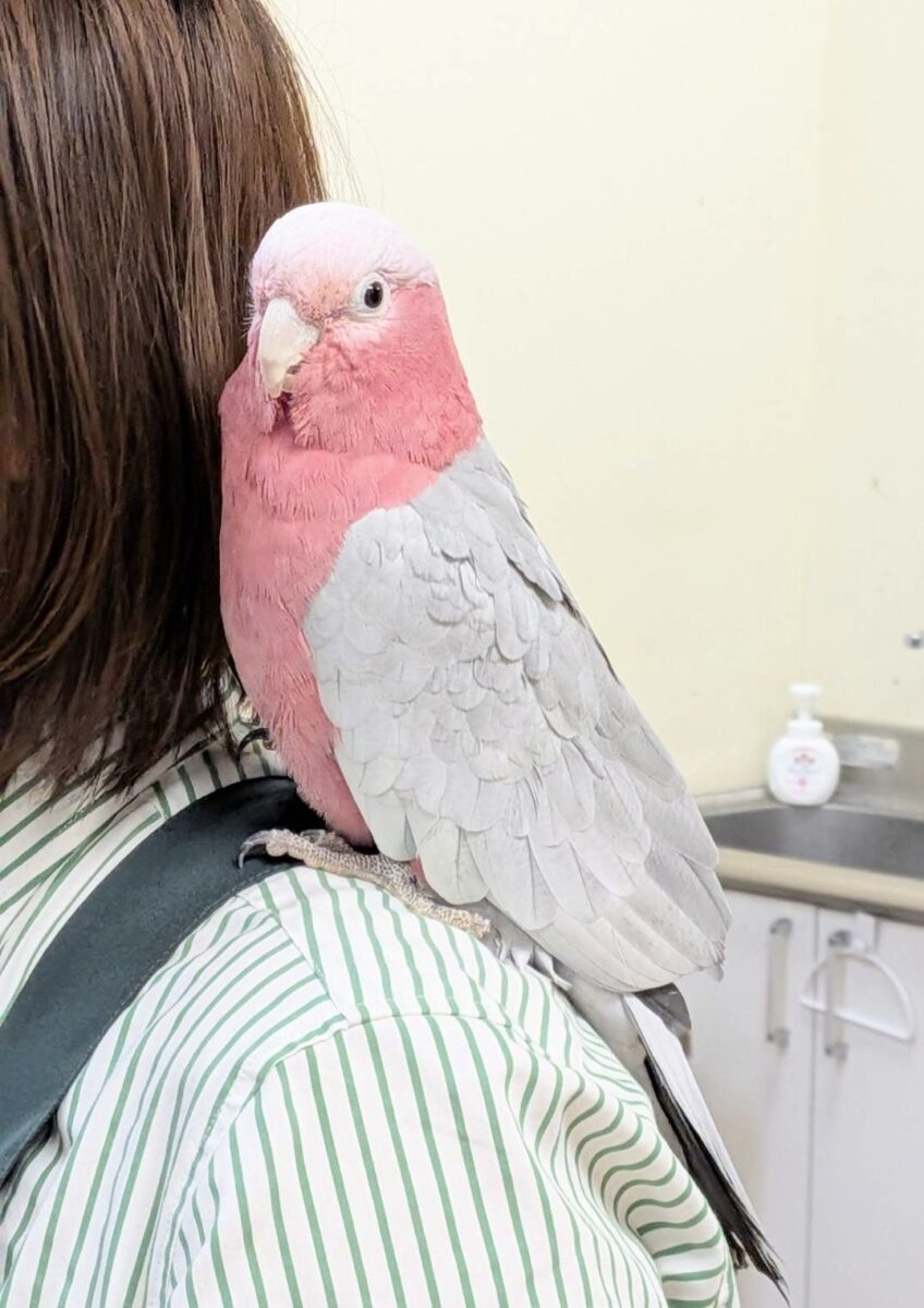 【最新画像】やってきました❣️ピンクの鳥さん💕モモイロインコ(男の子) モモイロインコ
