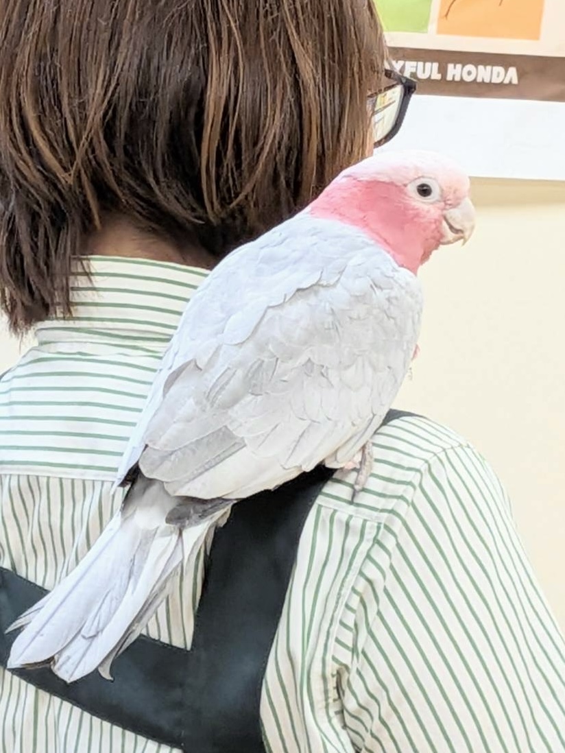 【最新画像】やってきました❣️ピンクの鳥さん💕モモイロインコ(男の子) モモイロインコ